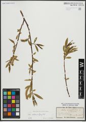 Foto von Salix alba L. x Salix fragilis L.